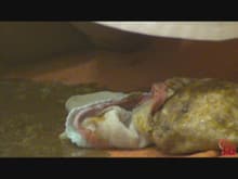テニス部員集団食中毒 サンプル画像 2
